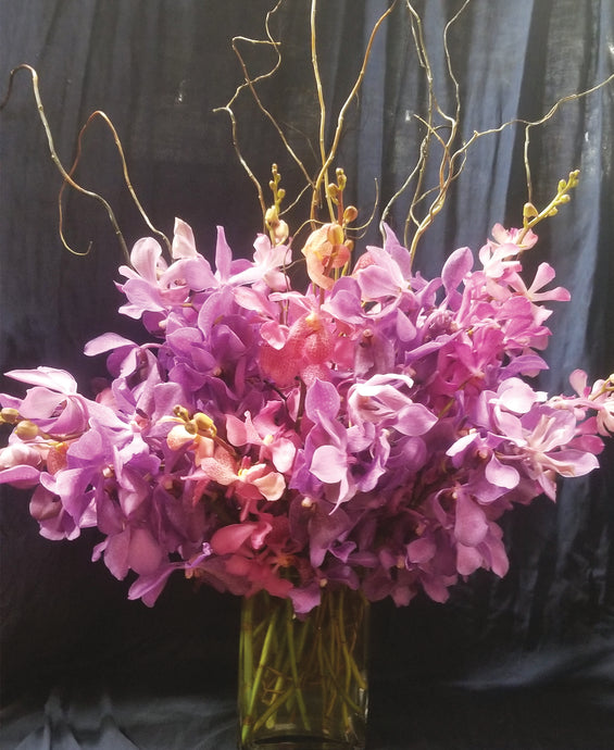 Orchid Extravaganza